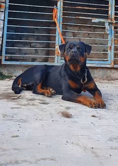 KCP Pedigree Breeder Female