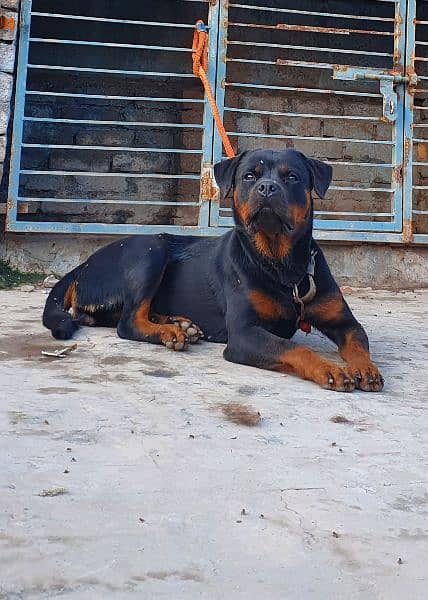 KCP Pedigree Breeder Female 0