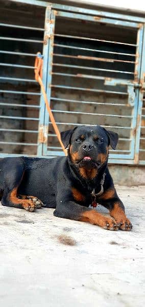 KCP Pedigree Breeder Female 1