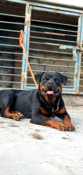 KCP Pedigree Breeder Female 3