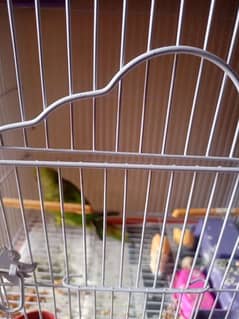 Female active and healthy ringneck parrot green available