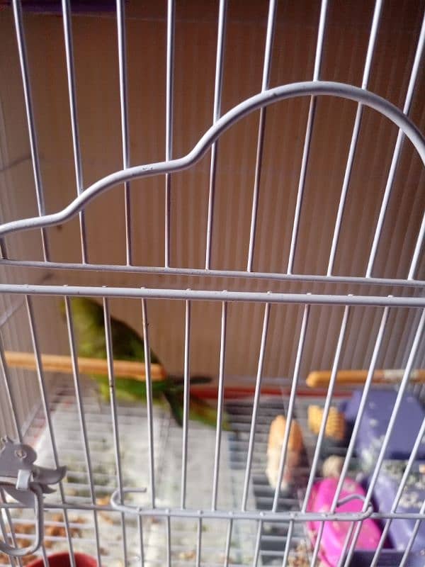 Female active and healthy ringneck parrot green available 0