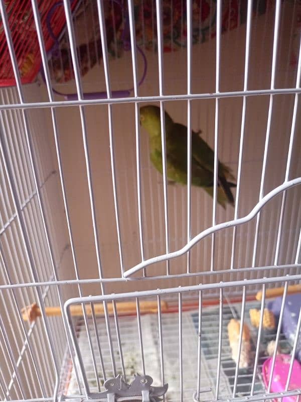 Female active and healthy ringneck parrot green available 1