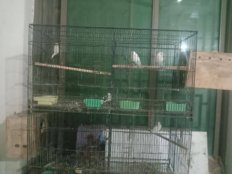 wire cage foldable for sale 3