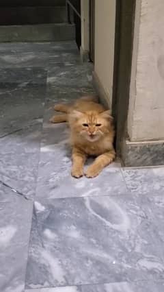 Orange Persian Male Cat 0