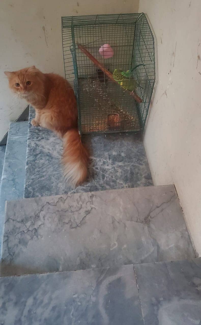 Orange Persian Male Cat 1