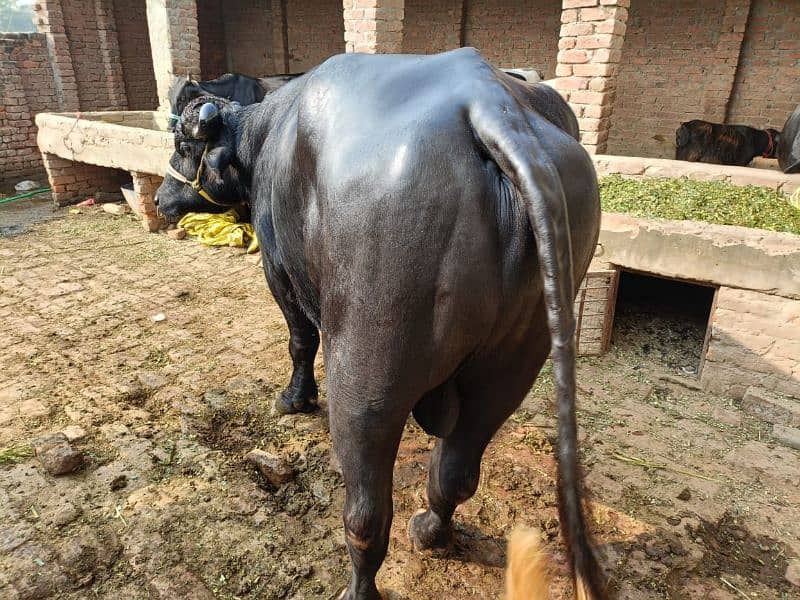 BULL FOR SALE 0