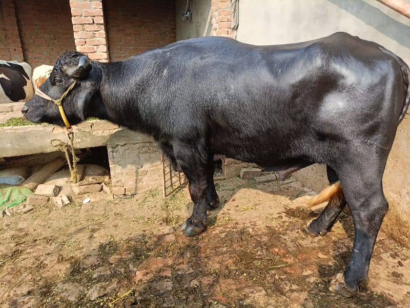 BULL FOR SALE 3