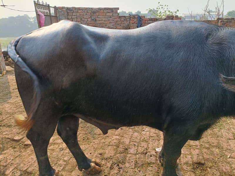 BULL FOR SALE 5