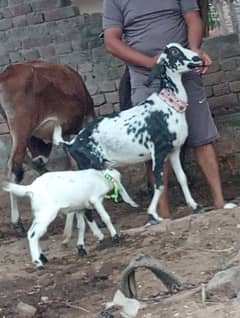 makhi chini bakri Sath male Bacha