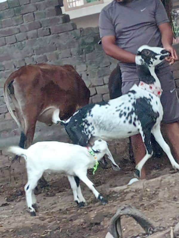 makhi chini bakri Sath male Bacha 1