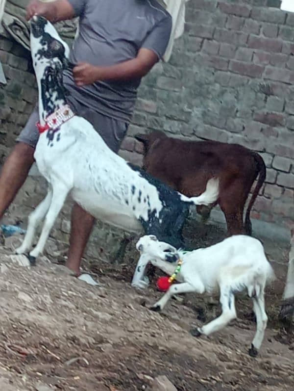 makhi chini bakri Sath male Bacha 3