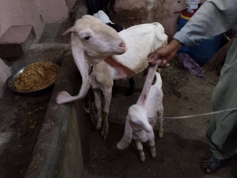 Gulabi bakri with Kid 2