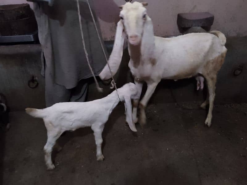 Gulabi bakri with Kid 3