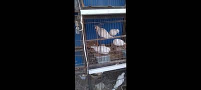 Dove pair white breeder cage box