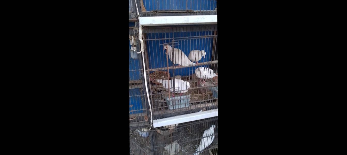 White Dove and big cage 0