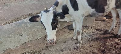 Cow