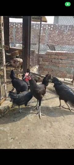 Australorp 3murgha for sale