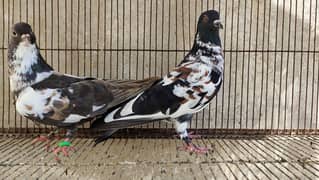 Peshori Kabra | Guliyar khal Pigeon pair Kabutar kabootar kabotar