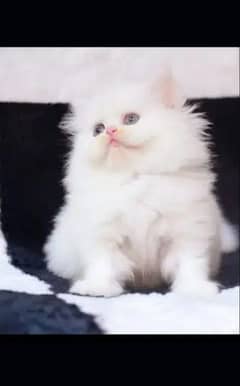 persian kitten