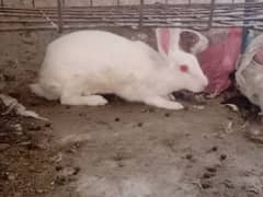 rabbit for sale