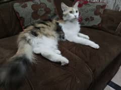 calico female or heat urgent sale 03190428710