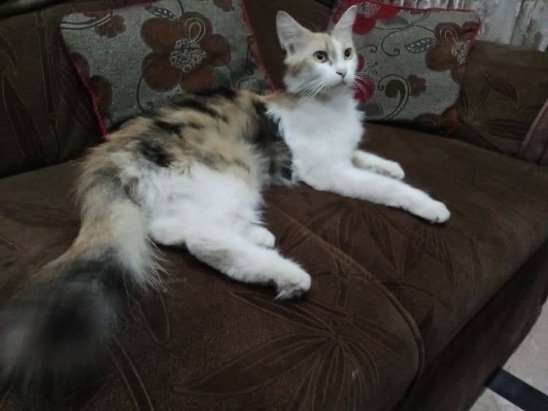 calico female or heat urgent sale 03190428710 0