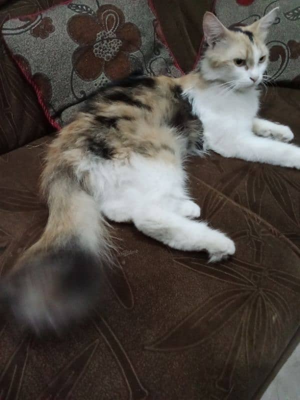 calico female or heat urgent sale 03190428710 1