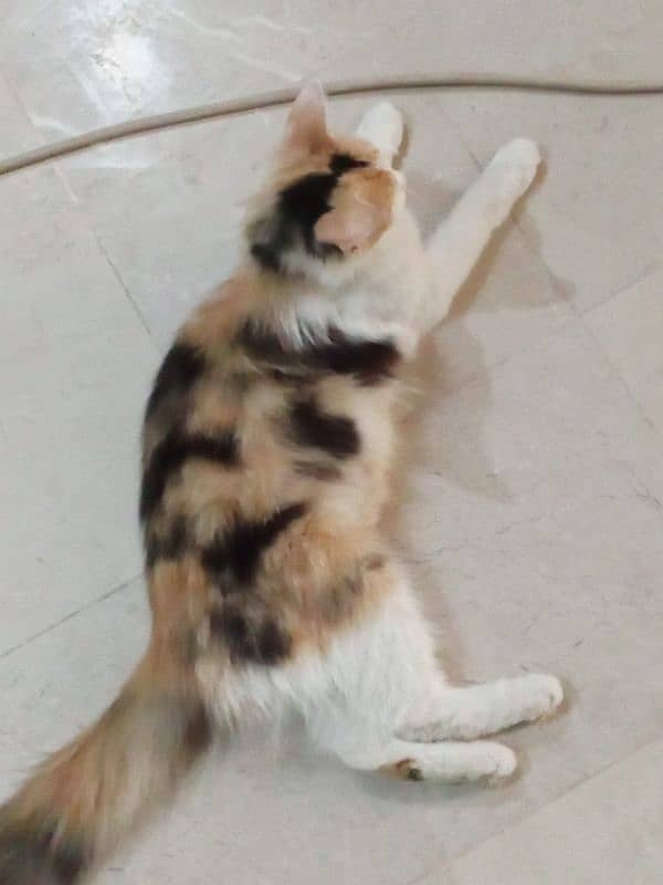 calico female or heat urgent sale 03190428710 2