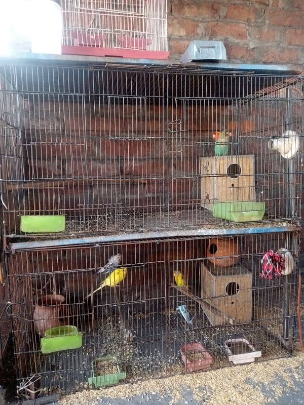 perrots cage for sale 1