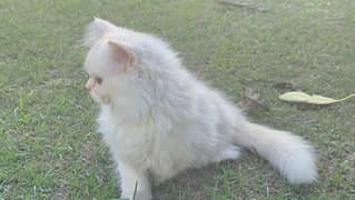 Persian cat for sale