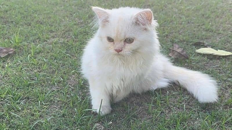 Persian cat for sale 1