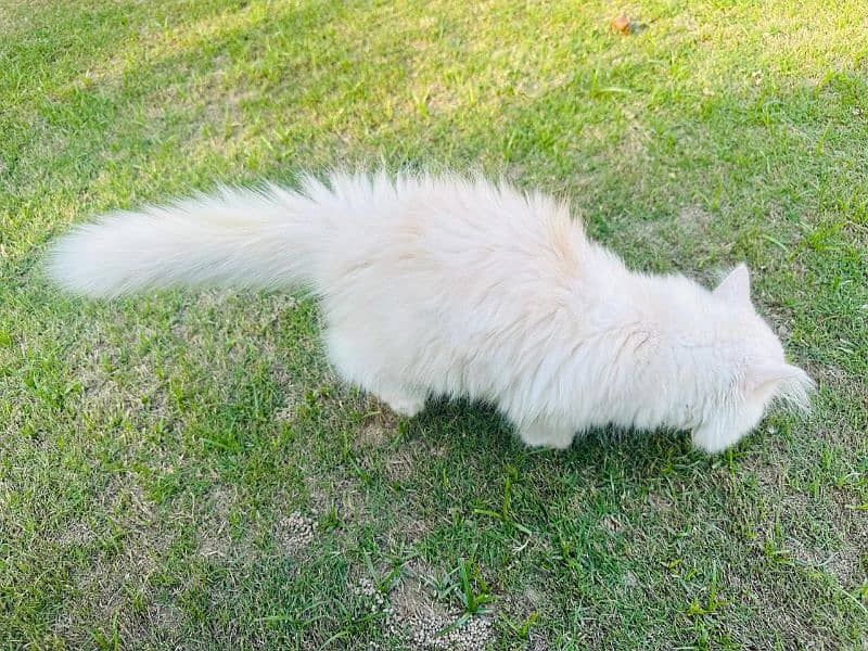 Persian cat for sale 2