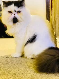 CFA mother Father Peke/Piki Stud Male available