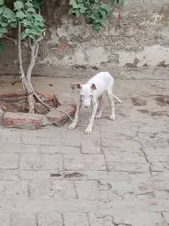 Pur Gultair Dog female