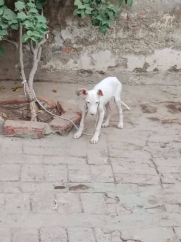 Pur Gultair Dog female 0