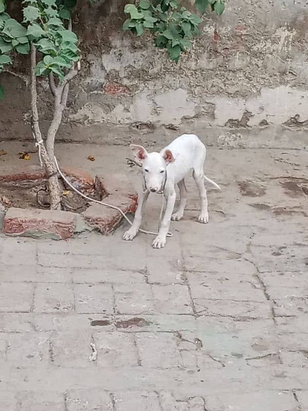 Pur Gultair Dog female 1