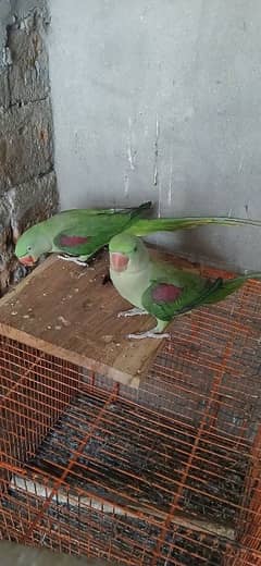 raw parrot parrot for sale 0