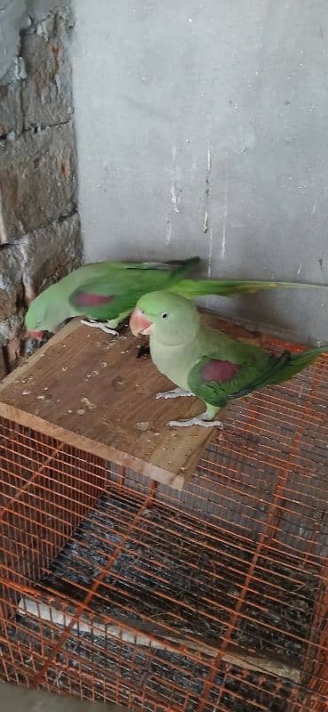 raw parrot parrot for sale 1