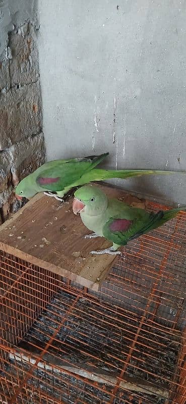 raw parrot parrot for sale 2