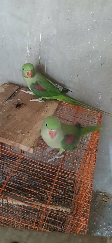 raw parrot parrot for sale 3