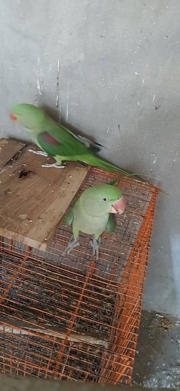 raw parrot parrot for sale 4