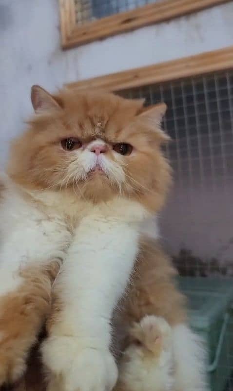 Peke/Piki Face Young Male Red and White available in Faisalabad 0