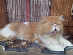 Peke/Piki Face Young Male Red and White available in Faisalabad