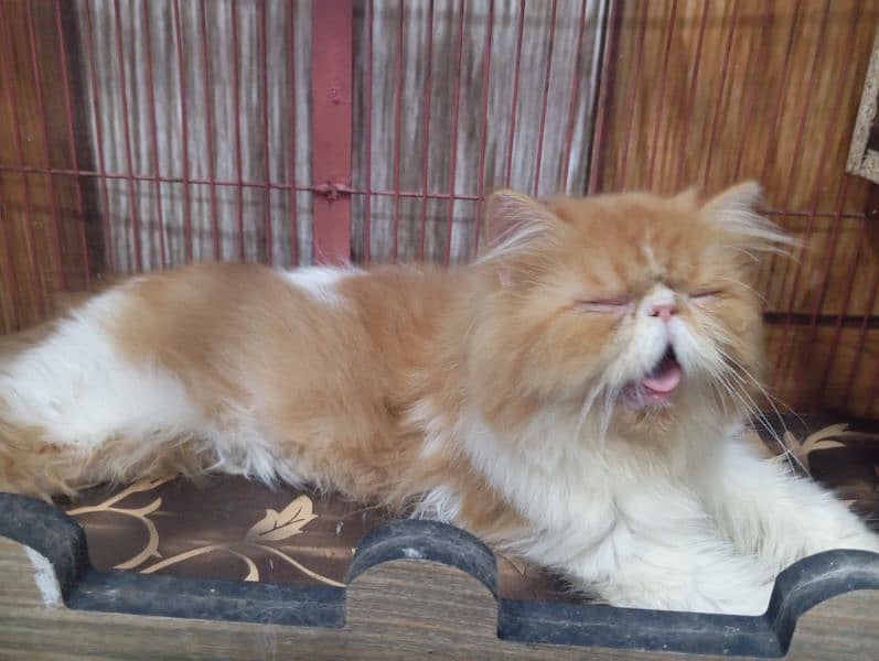 Peke/Piki Face Young Male Red and White available in Faisalabad 2