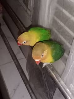 Love Birds pair Tamed for sale