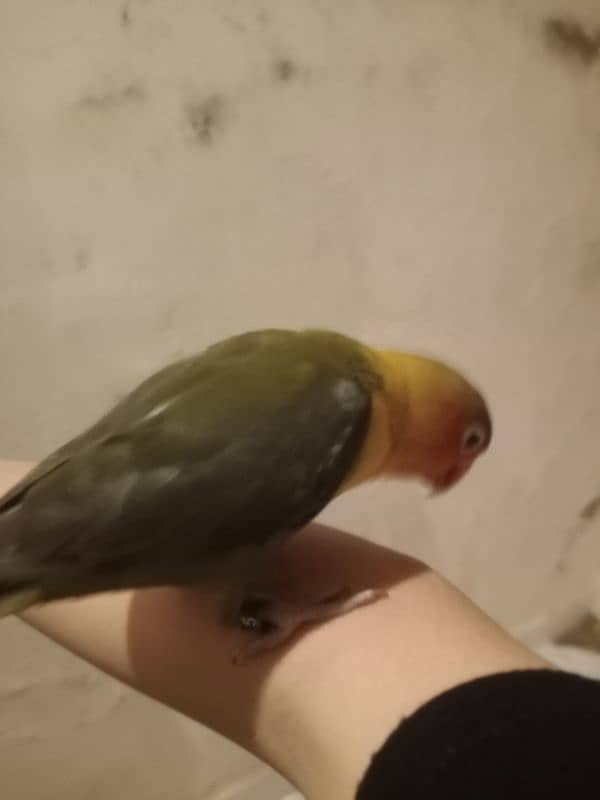 Love Birds pair Tamed for sale 2