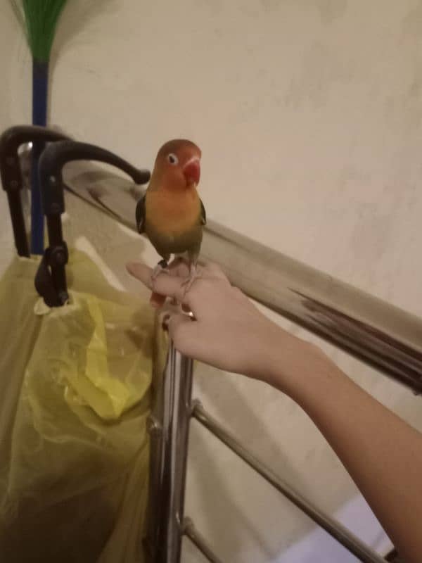 Love Birds pair Tamed for sale 4