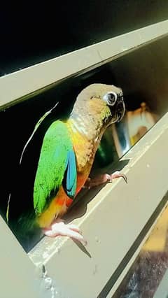 Green Cheek Conure Proper Handtame