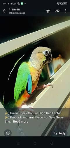 ) Green Cheek Conure High Red Factor  )